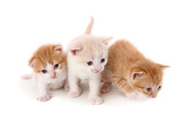 Three small fold kitten on white