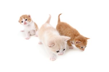 Three small fold kitten on white