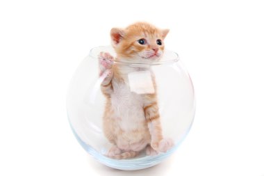 Cam vazo içinde küçük safkan yavru kedi