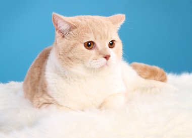 Beautiful long-haired cat on a blue background clipart