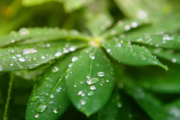 stock image Dew drops on lupine