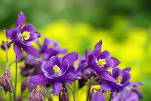 緑の背景に紫の花 — ストック写真