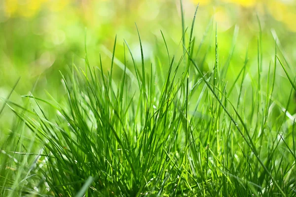 stock image Green grass in the sun lights