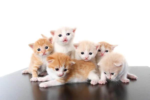 stock image Six small fold kitten on white