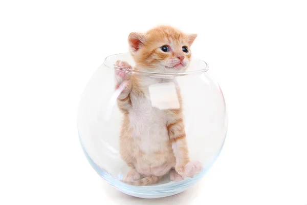 Small purebred kitten in a glass vase — Stock Photo, Image