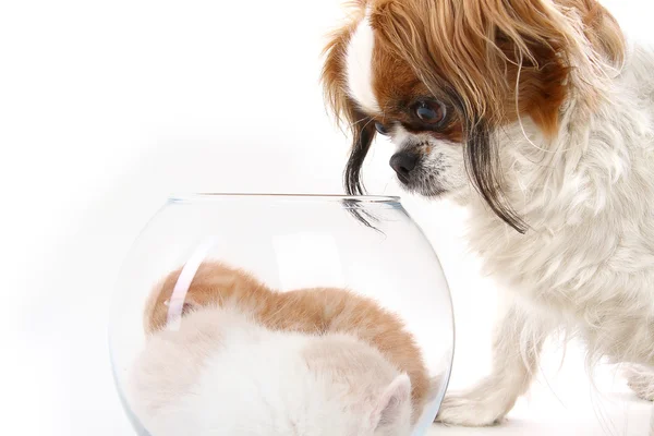 Dog looks in a vase with kittens — Stock Photo, Image