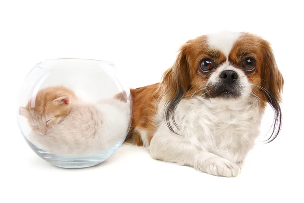 Собака лежить біля акваріума з кошенятами — стокове фото