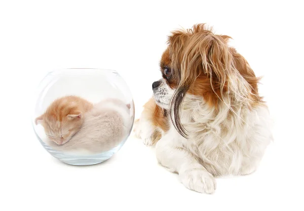Собака дивиться у вазу з кошенятами — стокове фото