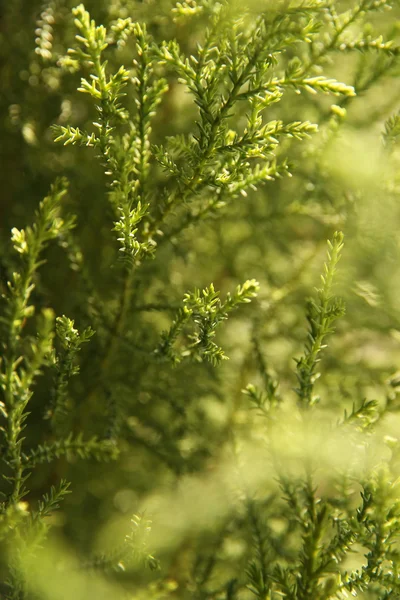 stock image Green plant cypress close