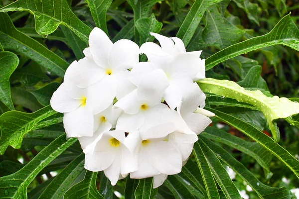 stock image Flower closeup