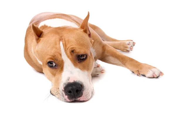Staffordshire Terrier müde und zur Ruhe legen — Stockfoto