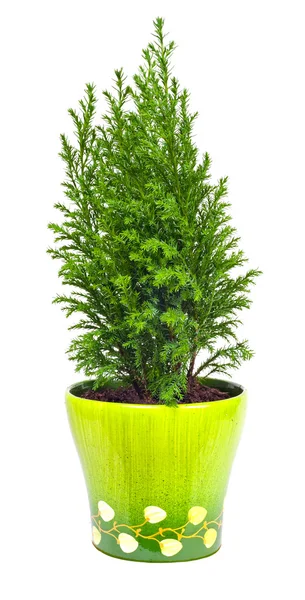 Indoor plant a cypress — Stock Photo, Image