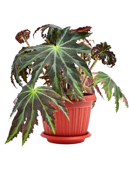 Binnen plant "begonia" — Stockfoto