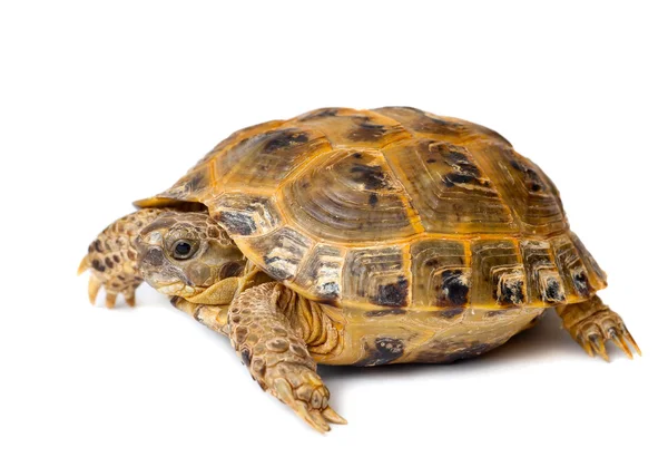 年轻的陆路龟 免版税图库照片