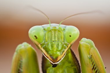 Portrait of a Preying Mantis clipart