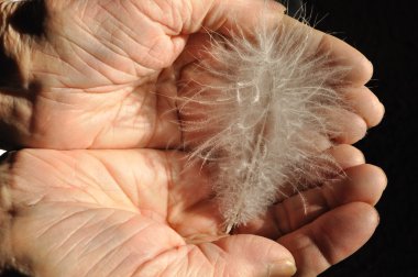 Hands of an elderly man holding chicken feather clipart