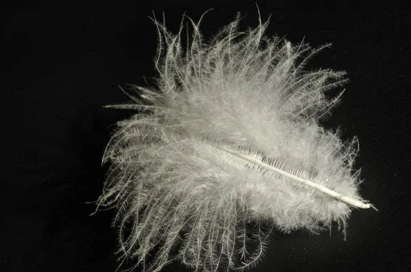 stock image Chicken feather on a black background