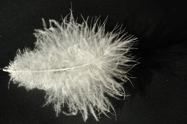 Chicken feather on a black background — Stock Photo, Image