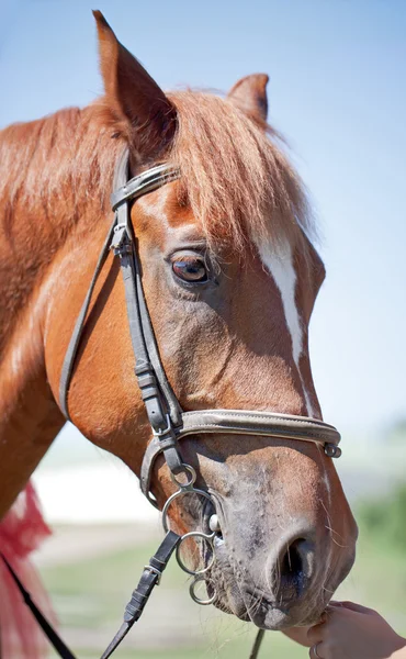 Brown horse portrait at summer — Stock Photo, Image