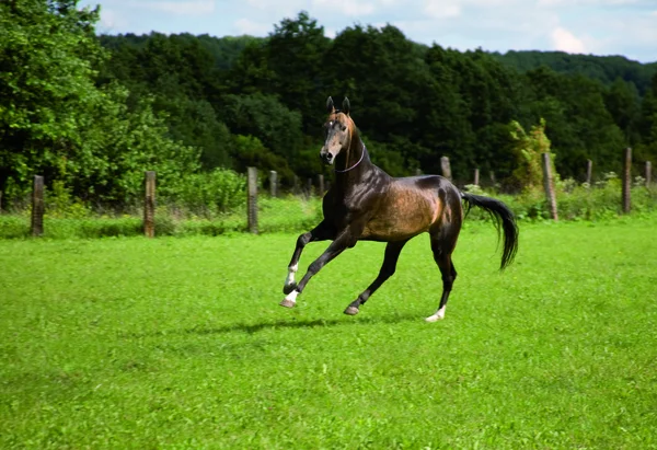 実行中の種馬 — ストック写真