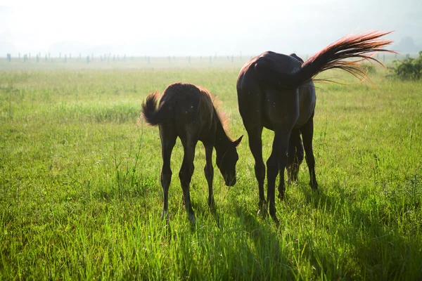 朝の牧草地の馬とロバ — ストック写真