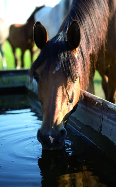 Häst på en brunnsorten Royaltyfria Stockfoton