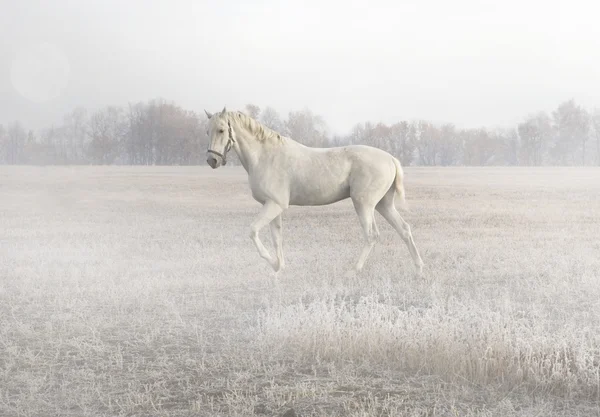Άσπρο άλογο σε μια ψυχρός ομίχλη — Φωτογραφία Αρχείου