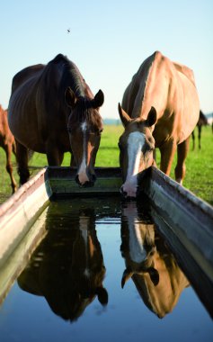 Horse on a watering place clipart