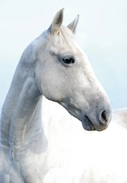 Testa di stallone bianco — Foto Stock