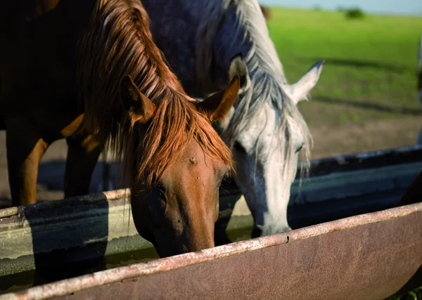 Hästar på en brunnsorten — Stockfoto