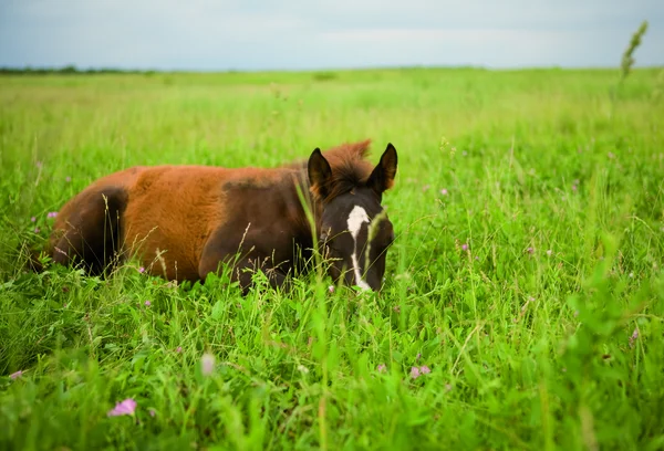 A zöld fűben csikó — Stock Fotó