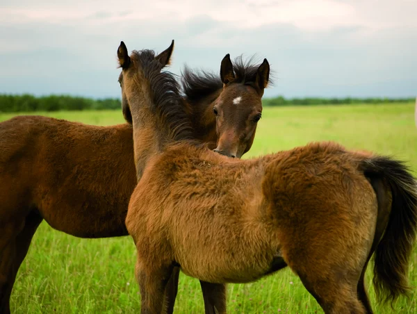 Playing foals — Stock Photo, Image
