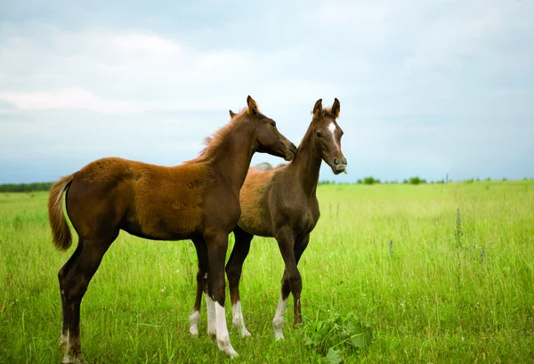 馬を再生 — ストック写真