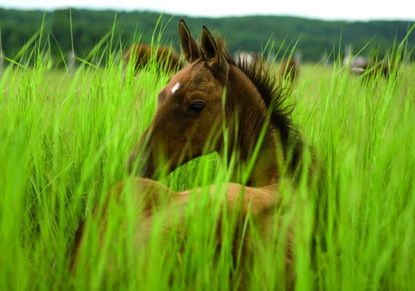 Puledro in un'erba verde — Foto Stock
