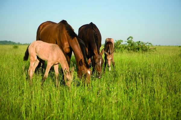 馬および子馬 — ストック写真