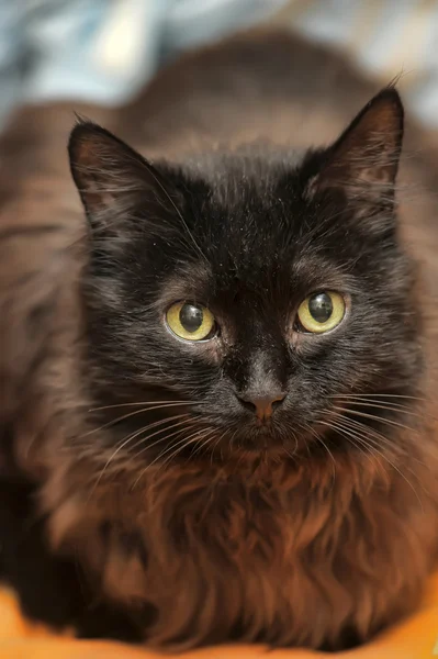 Чёрный пушистый кот — стоковое фото