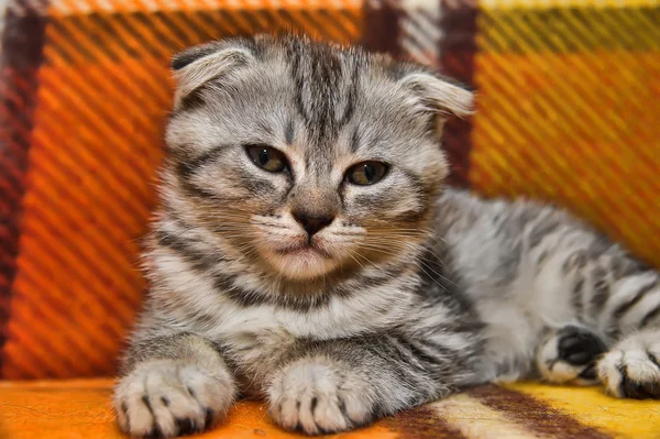 Ciekawy pasiasty szkocki krotnie kotek — Zdjęcie stockowe