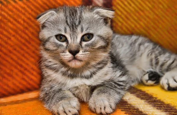Цікавий смугастий шотландський складчастий кошеня — стокове фото