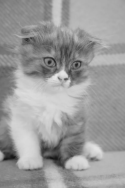 Nieuwsgierig gestreepte Schotse vouw kitten — Stockfoto