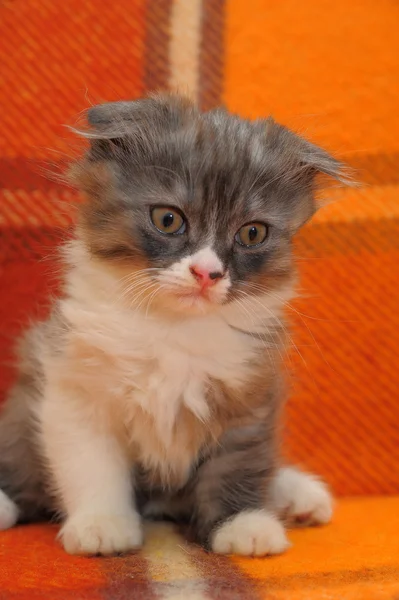 Curioso strisce scozzese piega gattino — Foto Stock