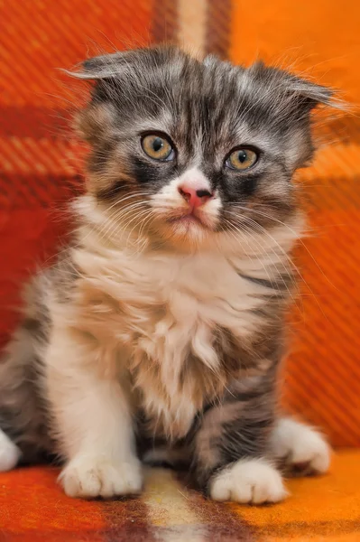 Zvědavé pruhované skotské koťátko — Stock fotografie