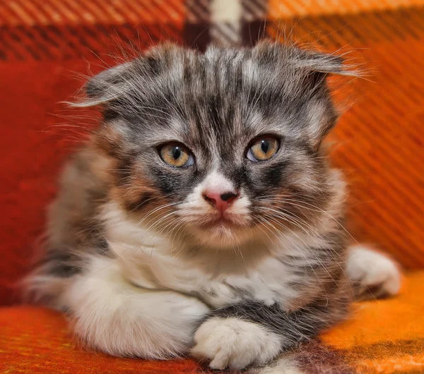 Любопытный полосатый шотландский котенок — стоковое фото