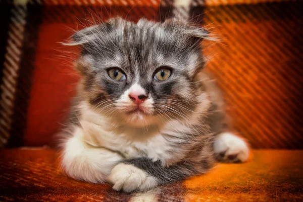 好奇心旺盛な縞模様のスコットランドの折りたたみ子猫 — ストック写真