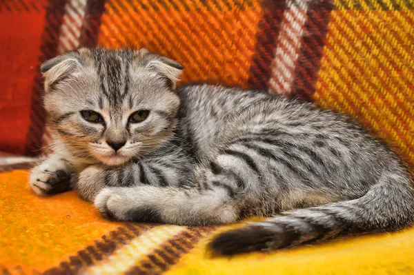 Curioso rayas escocés pliegue gatito — Foto de Stock