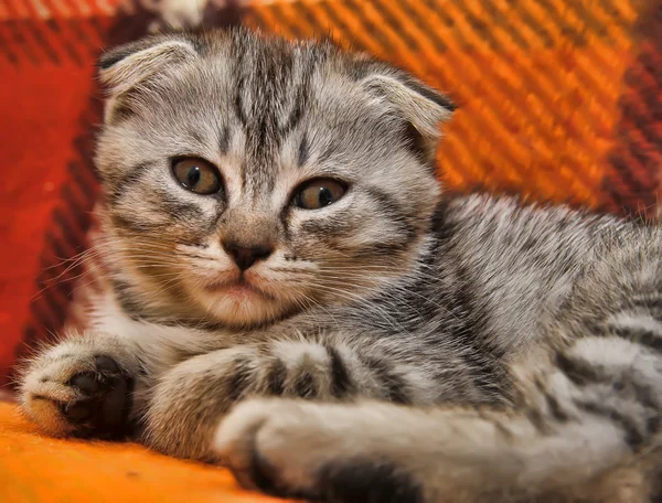 호기심을 끄는 줄무늬 스코티시폴드우리 고양이 — 스톡 사진