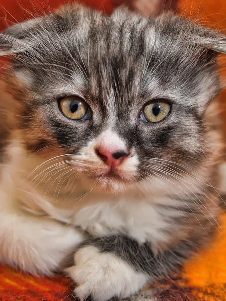 호기심을 끄는 줄무늬 스코티시폴드우리 고양이 — 스톡 사진