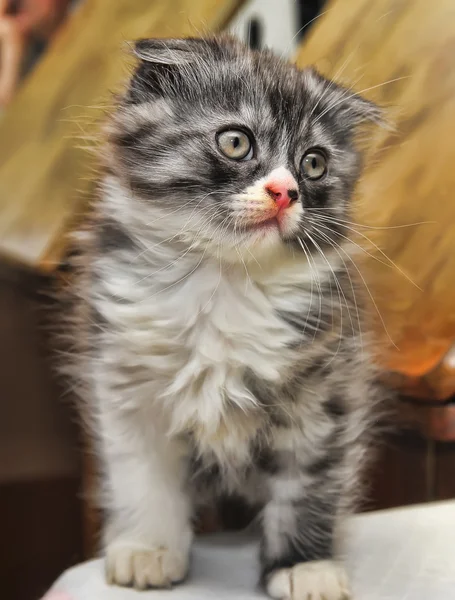 Meraklı çizgili İskoç kedi yavrusu — Stok fotoğraf