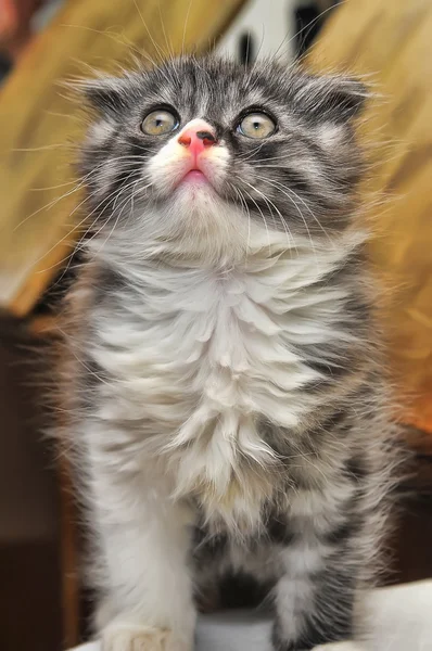 Utelias raidallinen Scottish kertainen kissanpentu — kuvapankkivalokuva