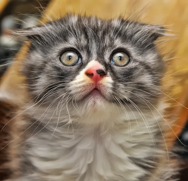 Curioso listrado escocês dobra gatinho — Fotografia de Stock