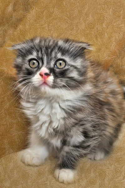 Curioso listrado escocês dobra gatinho — Fotografia de Stock